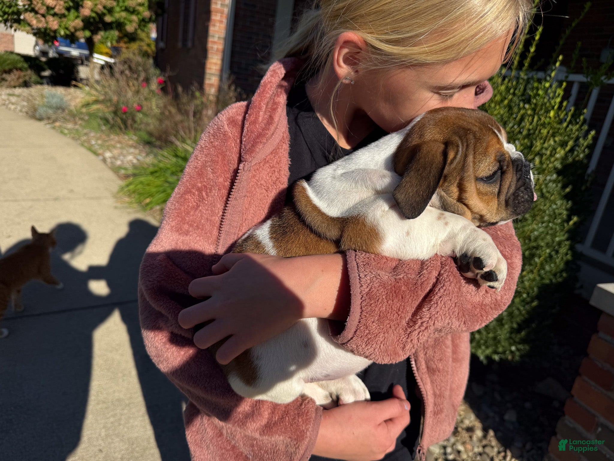 English Bulldog dogs Winston - Ad 2