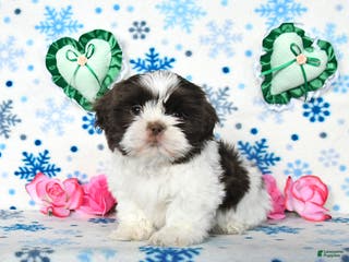 Shih Tzu dogs Lucky - Ad 3