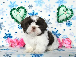Shih Tzu dogs Lucky - Ad 11