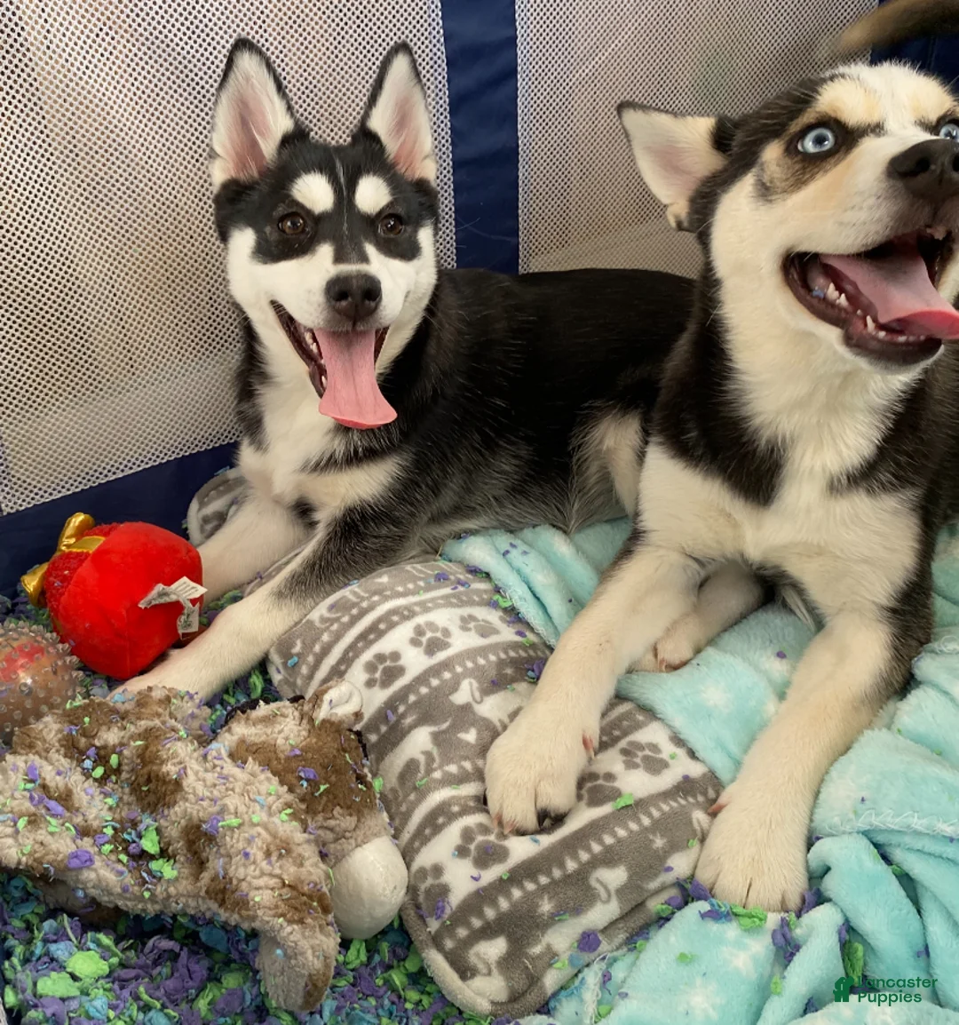 Pomsky dogs for sale: Kandy  - Ad 3