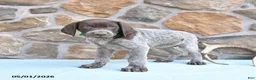 German Shorthaired Pointer dogs for sale: Flower - Ad 2