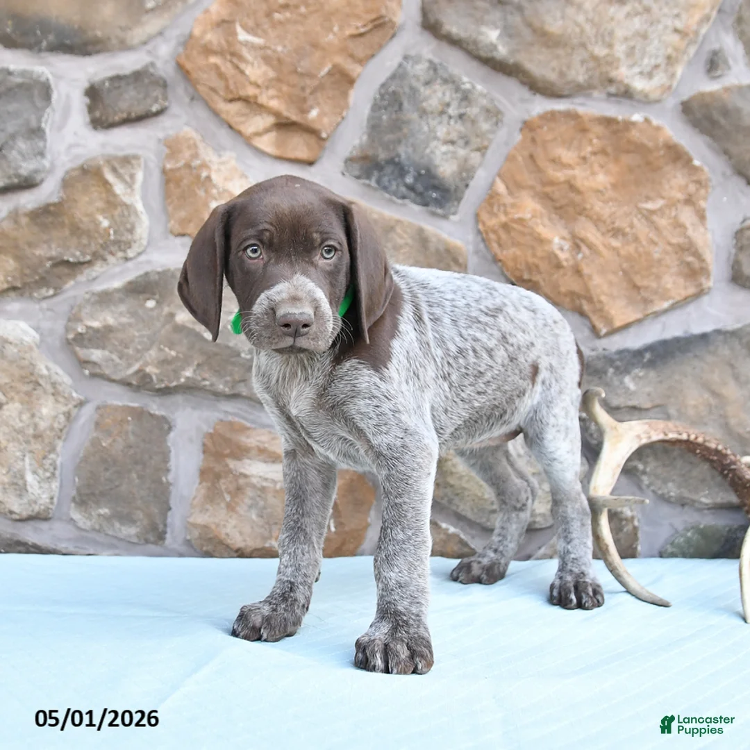 German Shorthaired Pointer dogs for sale: Flower - Ad 2