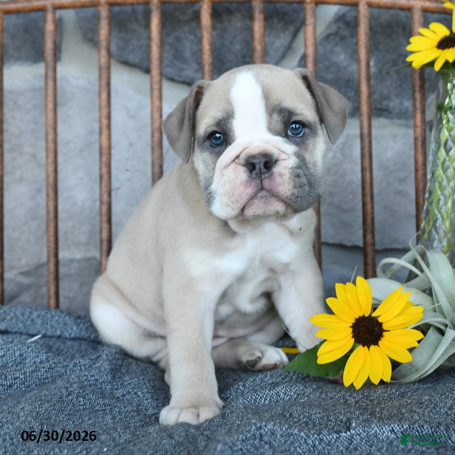 English Bulldog dogs Violet - Ad 2