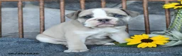 English Bulldog dogs for sale: Violet - Ad 2