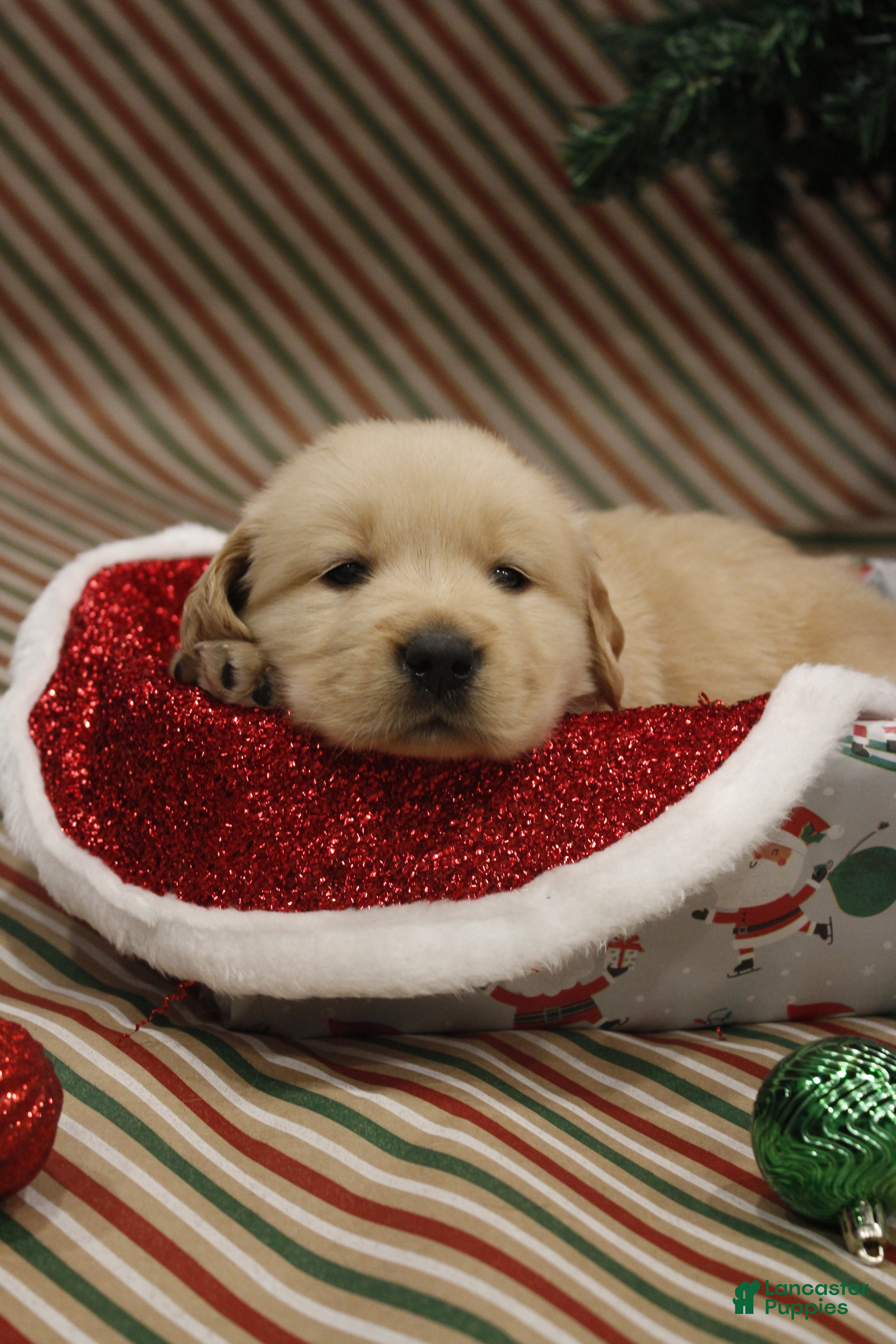 Golden Retriever dogs Jingle - Ad 22