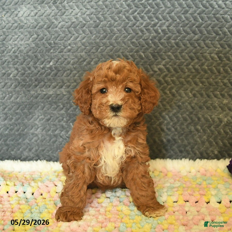 Mini Goldendoodle dogs for sale: Daisy  - Ad 2