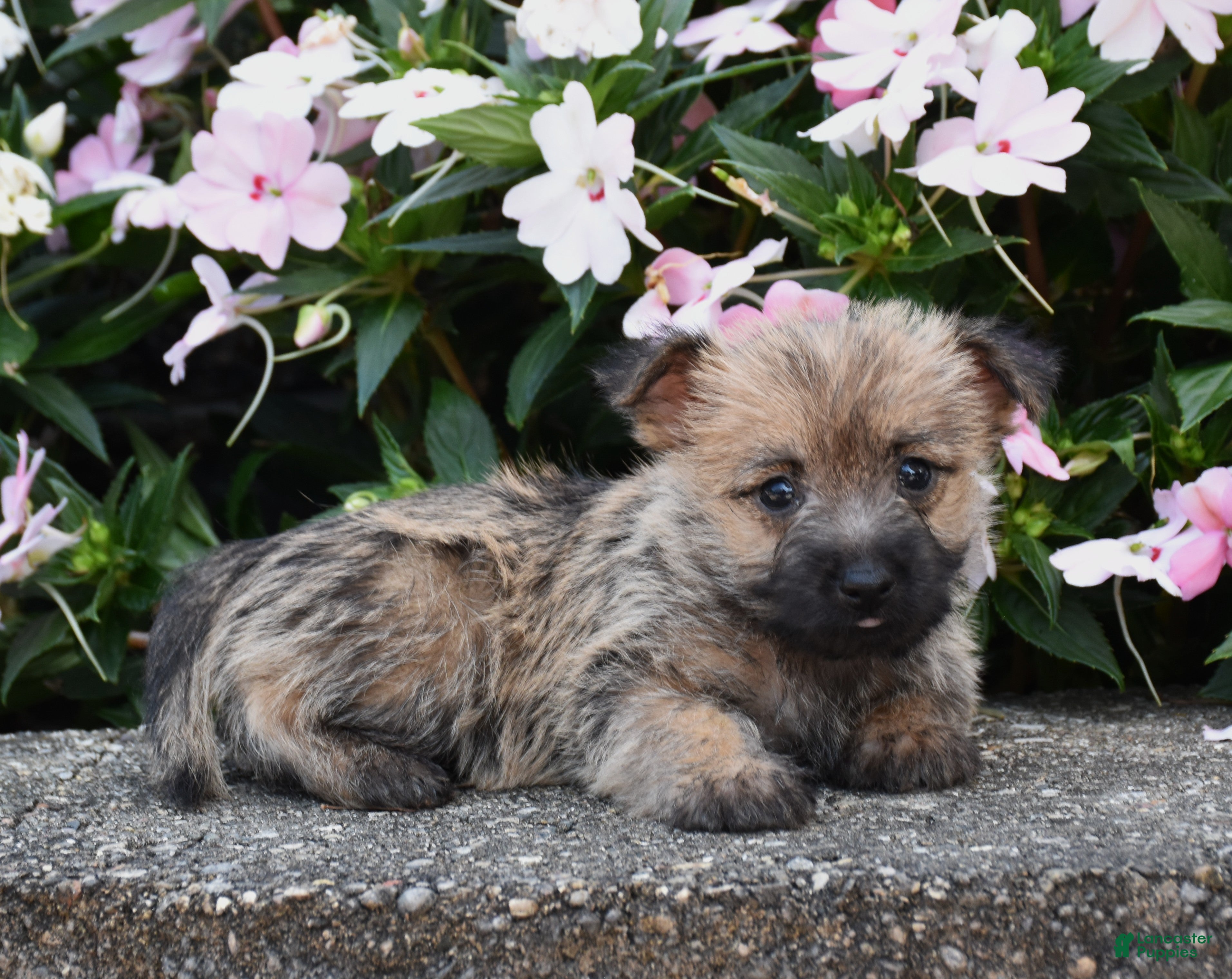 Cairn Terrier dogs Autumn - Ad 2