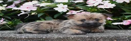 Cairn Terrier dogs for sale: Autumn - Ad 2