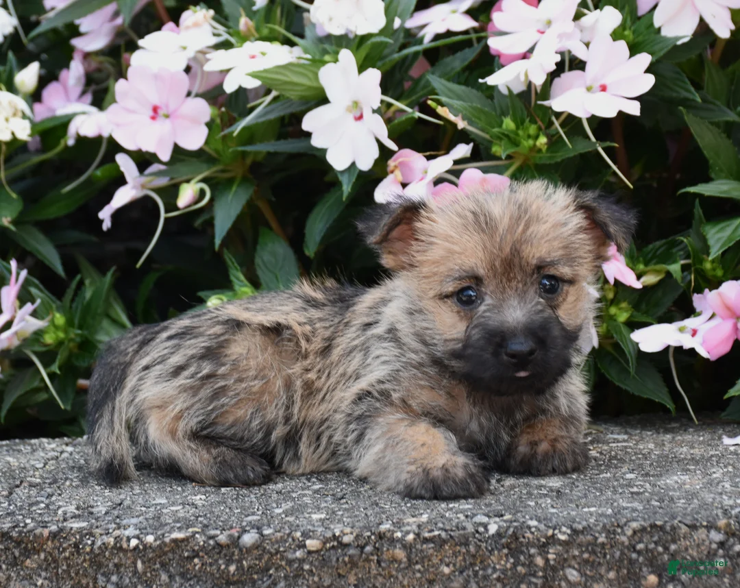 Cairn Terrier dogs for sale: Autumn - Ad 2