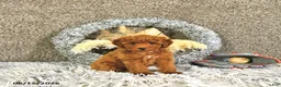 Toy Poodle dogs for sale: Jacoby - Ad 4