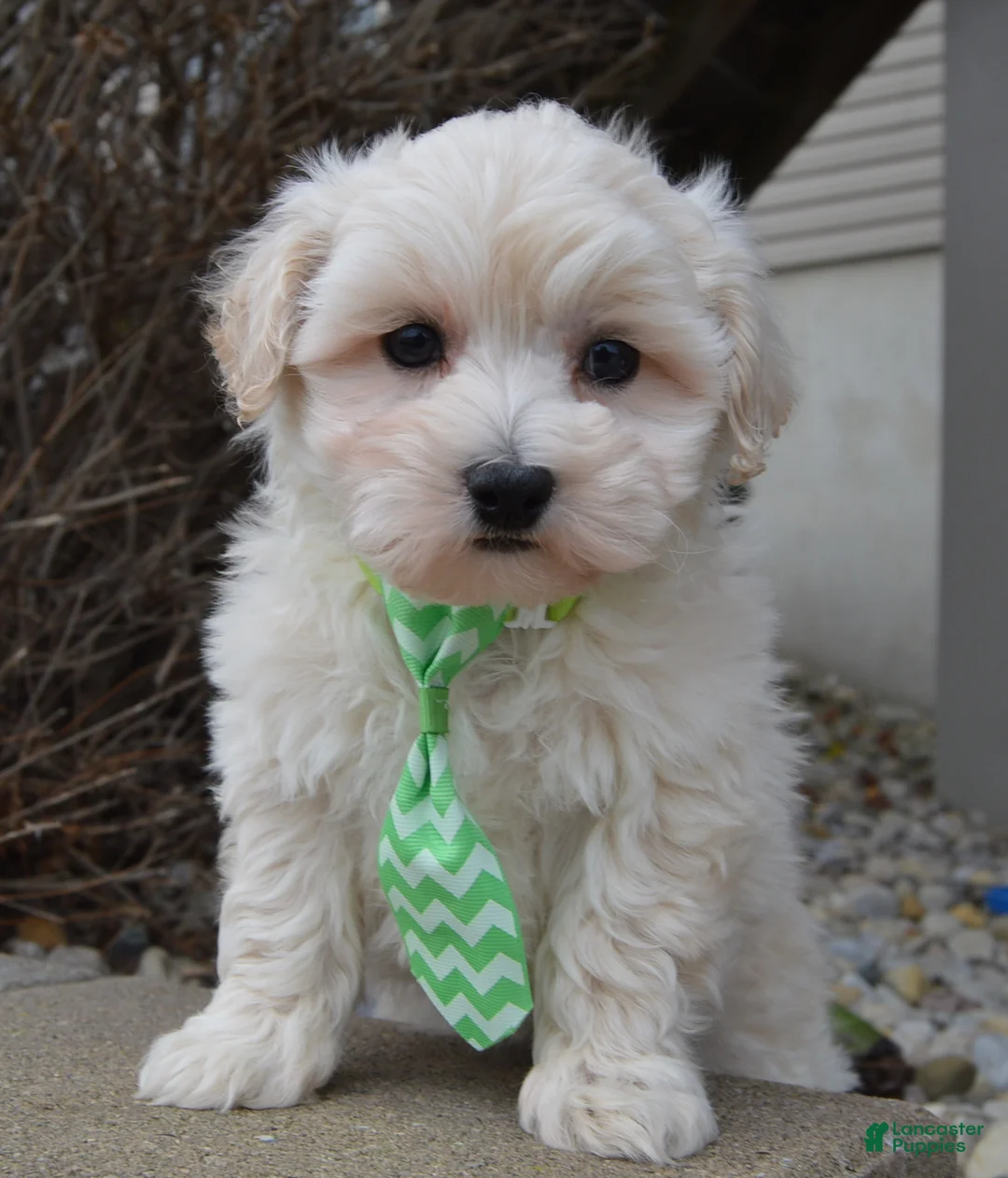 Maltipoo dogs for sale: Milo - Ad 1