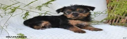 Yorkshire Terrier dogs for sale: Nicky - Ad 4