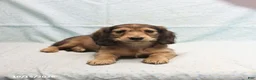Dachshund dogs for sale: Amanda - Ad 3