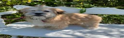 Morkie dogs for sale: Nacho - Ad 6
