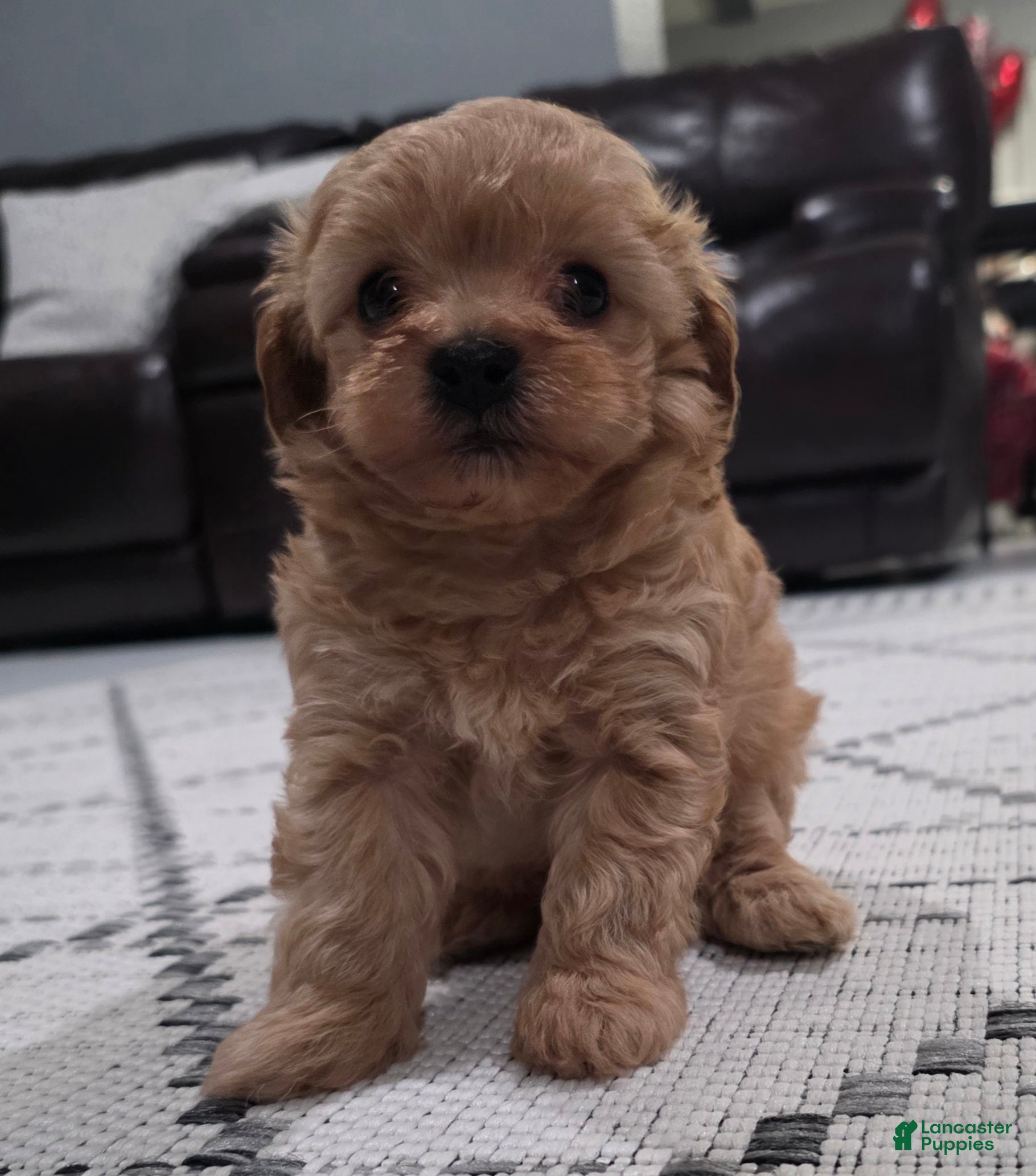 Maltipoo dogs Maltipoo Puppy 1 - Ad 2