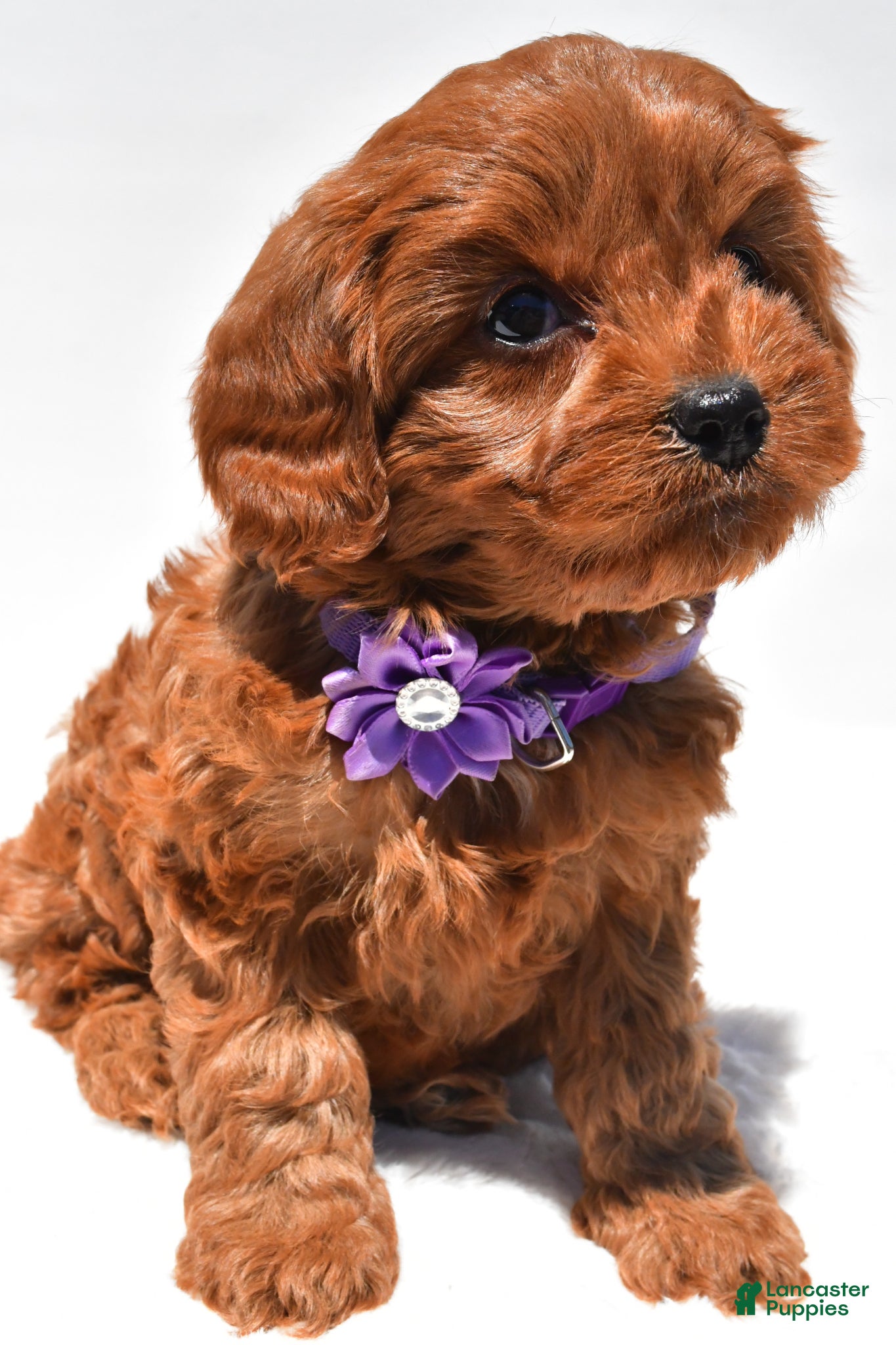 Cavapoo dogs for sale: Sally f1b - Ad 5