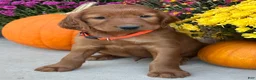 Irish Setter dogs for sale: Sailor - Ad 9