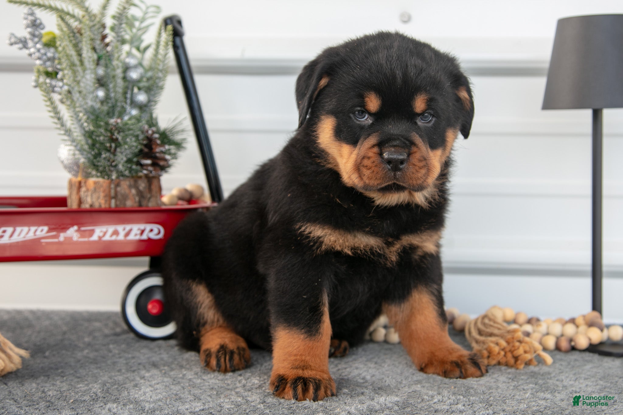 Rottweiler dogs Hayden - Ad 27