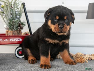 Rottweiler dogs Hayden - Ad 28