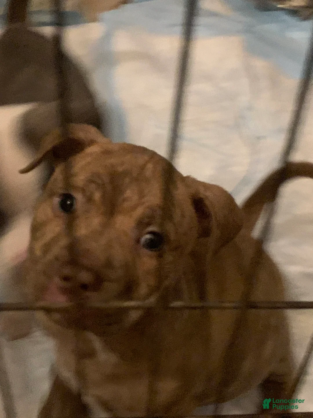 American Pit Bull Terrier dogs for sale: American Pit Bull Terrier Puppy 1 - Ad 5