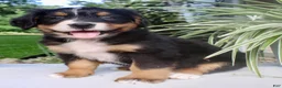 Bernese Mountain Dog dogs for sale: Lucy  - Ad 5