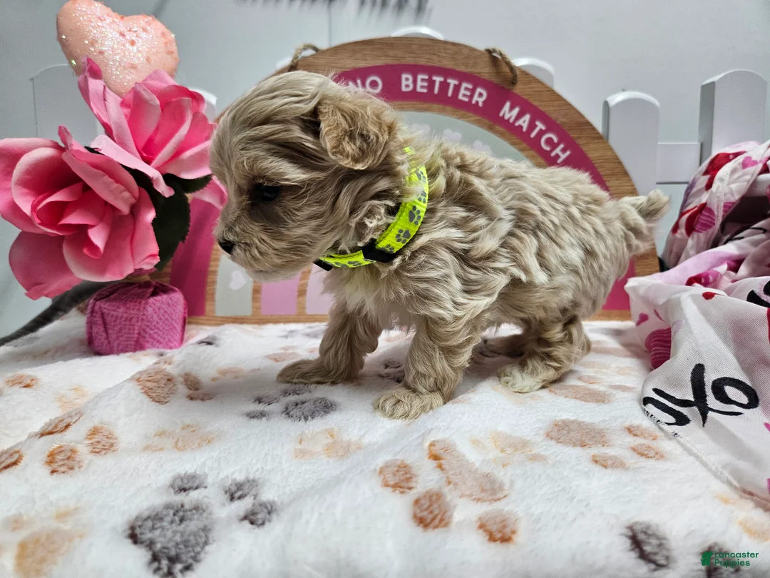 Maltipoo dogs for sale: Maltipoo Rambo Jaye - Ad 10