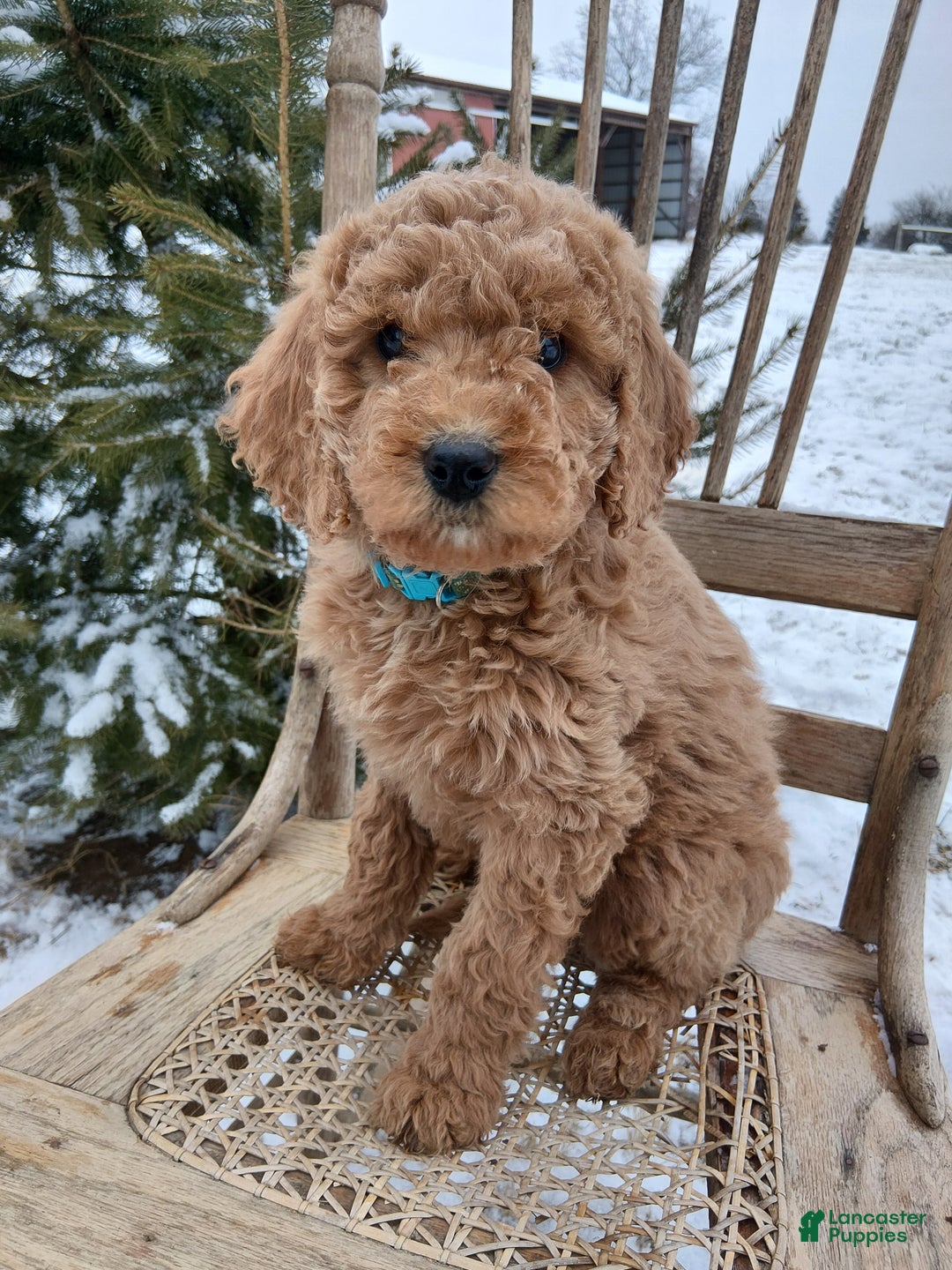 Irish Doodle dogs for sale: F1B Blue Bell - Ad 1