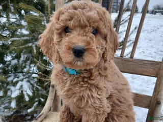 Irish Doodle dogs F1B Blue Bell - Ad 2