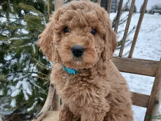 Irish Doodle dogs F1B Blue Bell - Ad 10