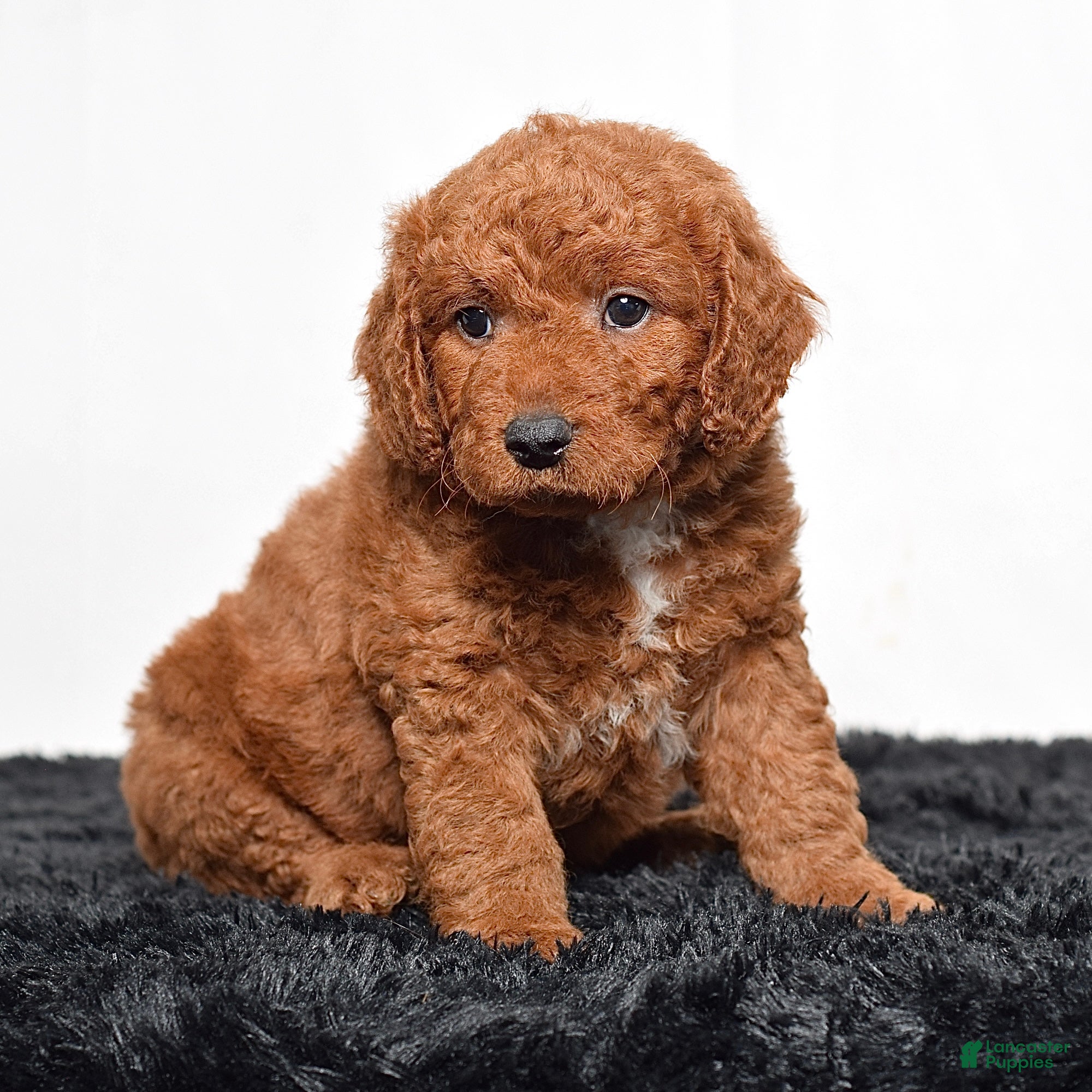 Mini Goldendoodle dogs for sale:  Malcolm - Ad 4