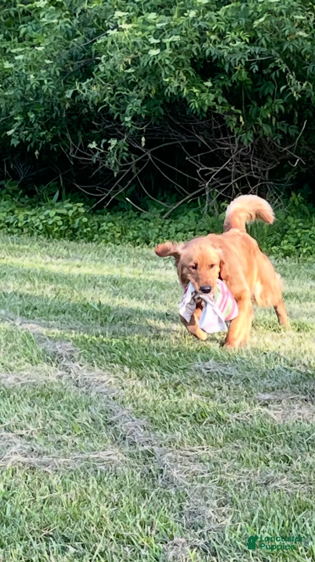 Golden Retriever dogs for sale: Golden Retriever Puppy 8 - Ad 2