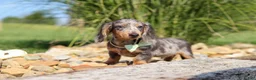 Dachshund dogs for sale: Bryce - Ad 8