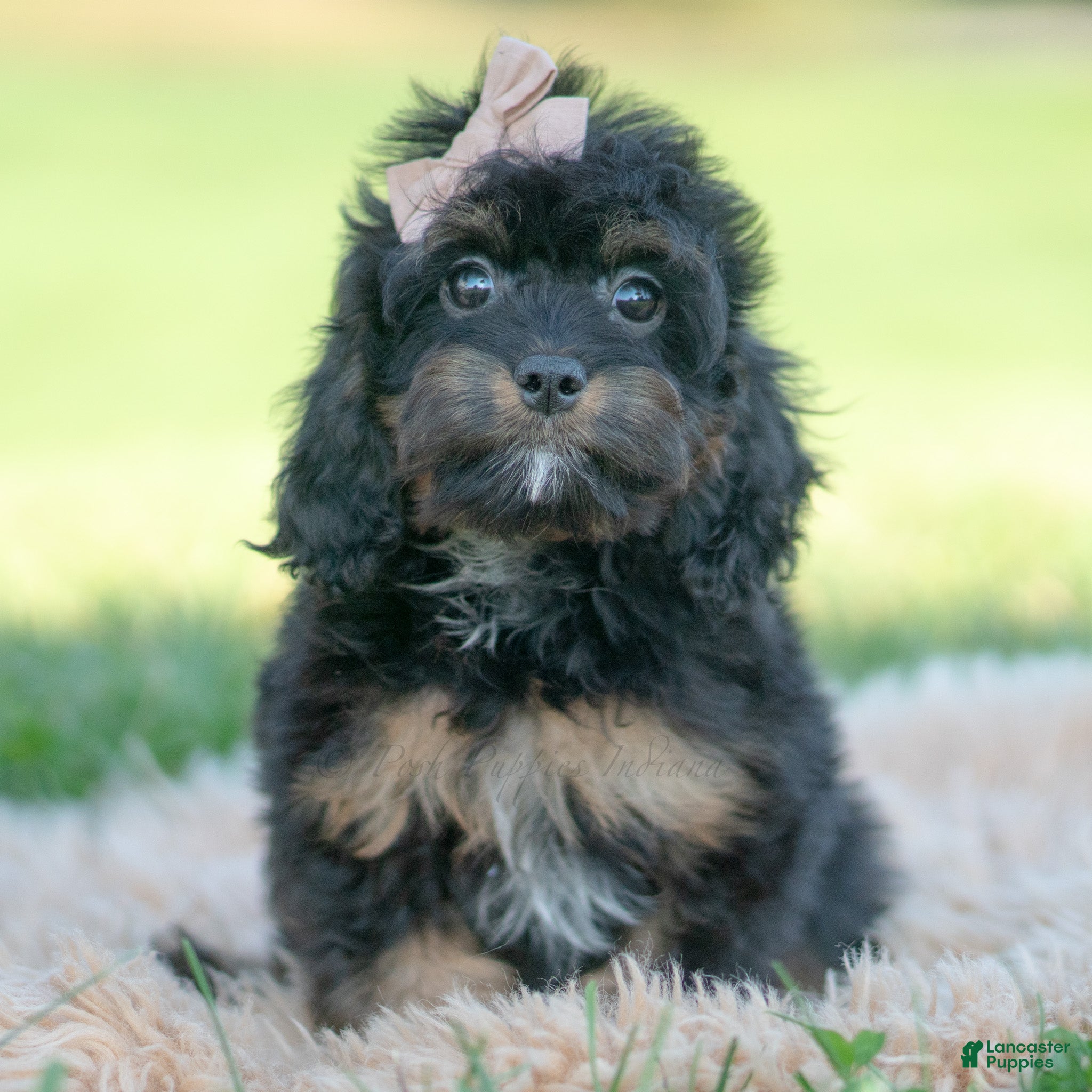 Cavapoo dogs for sale: Noodle - Ad 13
