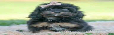 Noodle