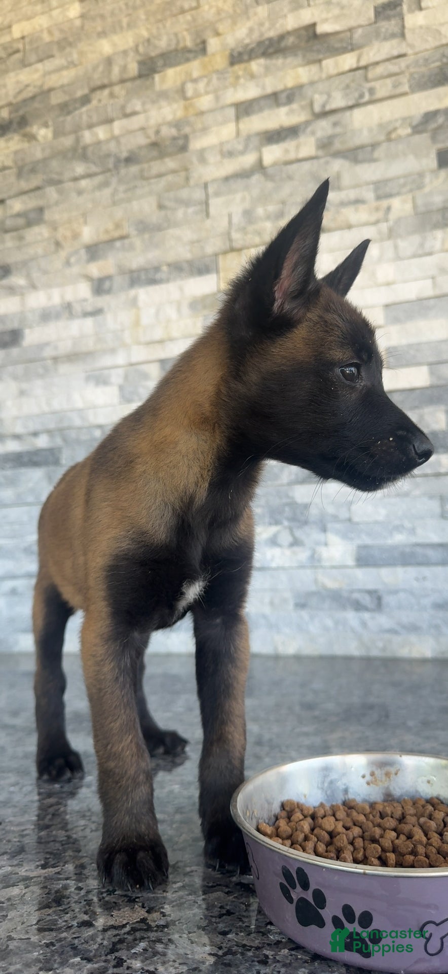 Belgian Malinois dogs Belgian Malinois 1 - Ad 1