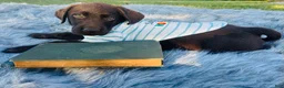 Labrador Retriever dogs for sale: Labrador Retriever star - Ad 3