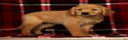 Golden Retriever dogs for sale: Rex - Ad 5