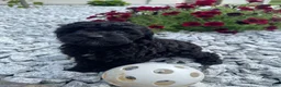 Miniature Poodle dogs for sale: Nokia - Ad 6