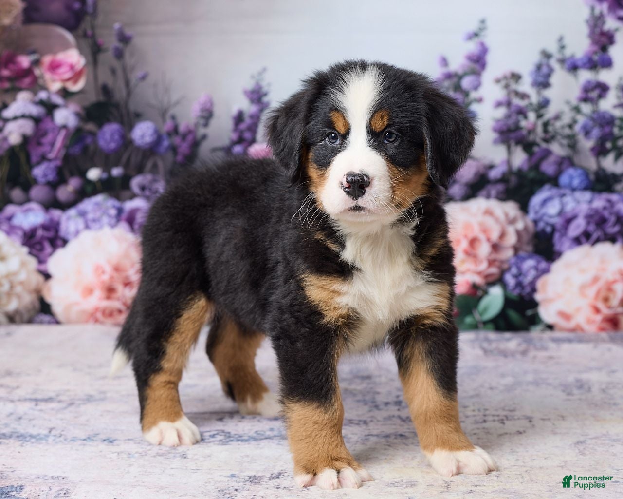 Bernese Mountain Dog dogs Martin - Ad 2