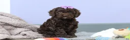Cockapoo dogs for sale: Josie - Ad 5