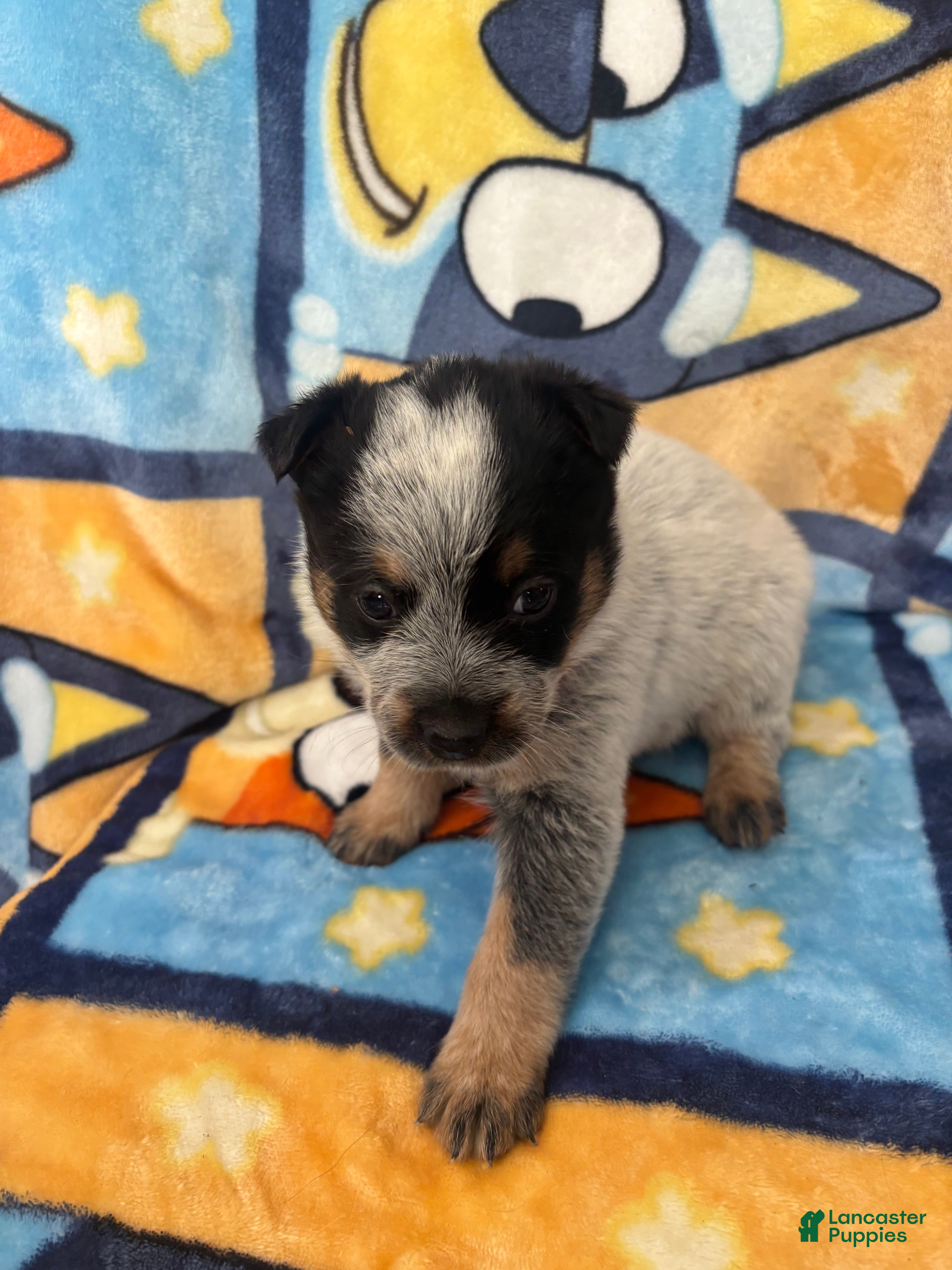 Australian Cattle Dog dogs Australian Cattle Dog Puppy 5 - Ad 2