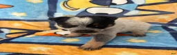 Australian Cattle Dog dogs for sale: Australian Cattle Dog Puppy 5 - Ad 1