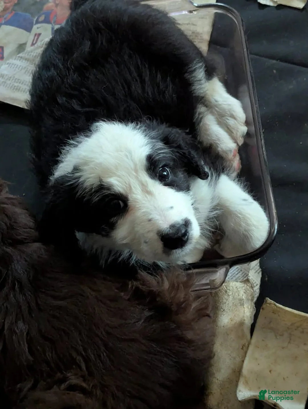 Bordoodle dogs for sale: Bordoodle Puppy 4 - Ad 1