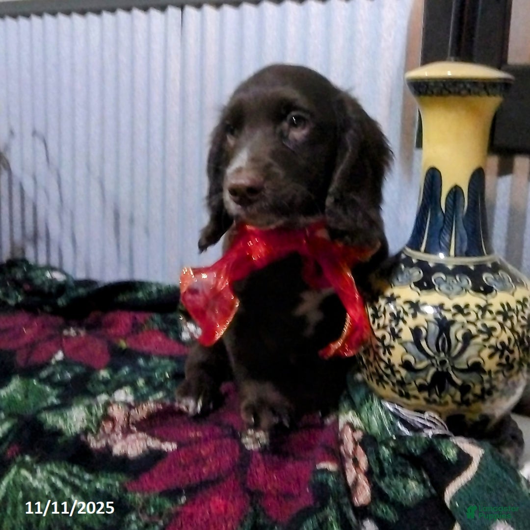 English Cocker Spaniel dogs for sale: Dallas - Ad 5