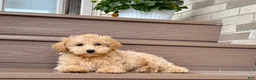 Maltipoo dogs for sale: Gordon - Ad 7