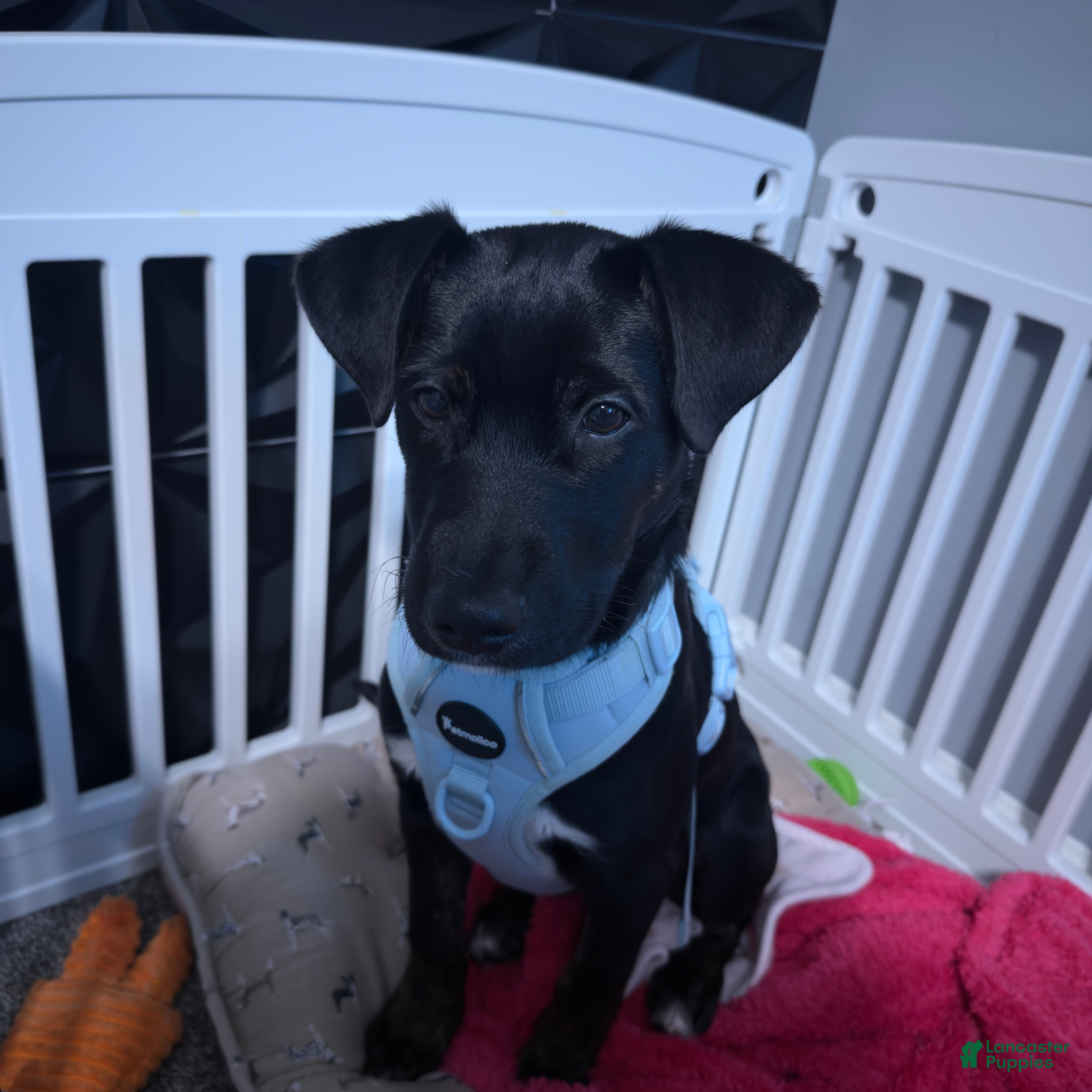 Mixed Breed dogs Zeus  - Ad 28