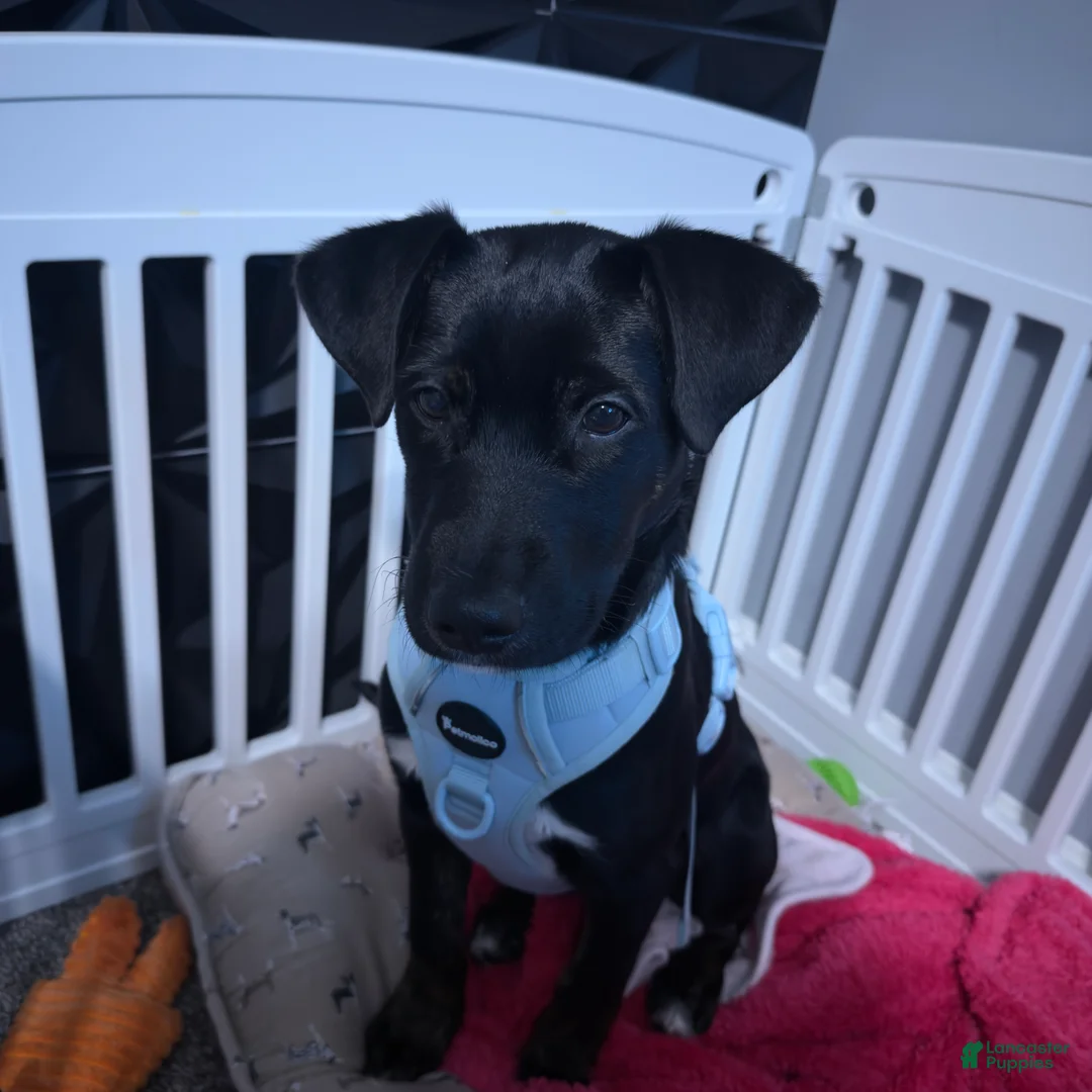 Mixed Breed dogs for sale: Zeus  - Ad 1