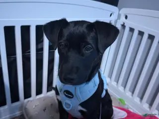 Mixed Breed dogs Zeus - Ad 28