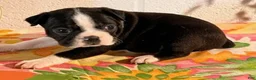 Boston Terrier dogs for sale: Bambi - Ad 5