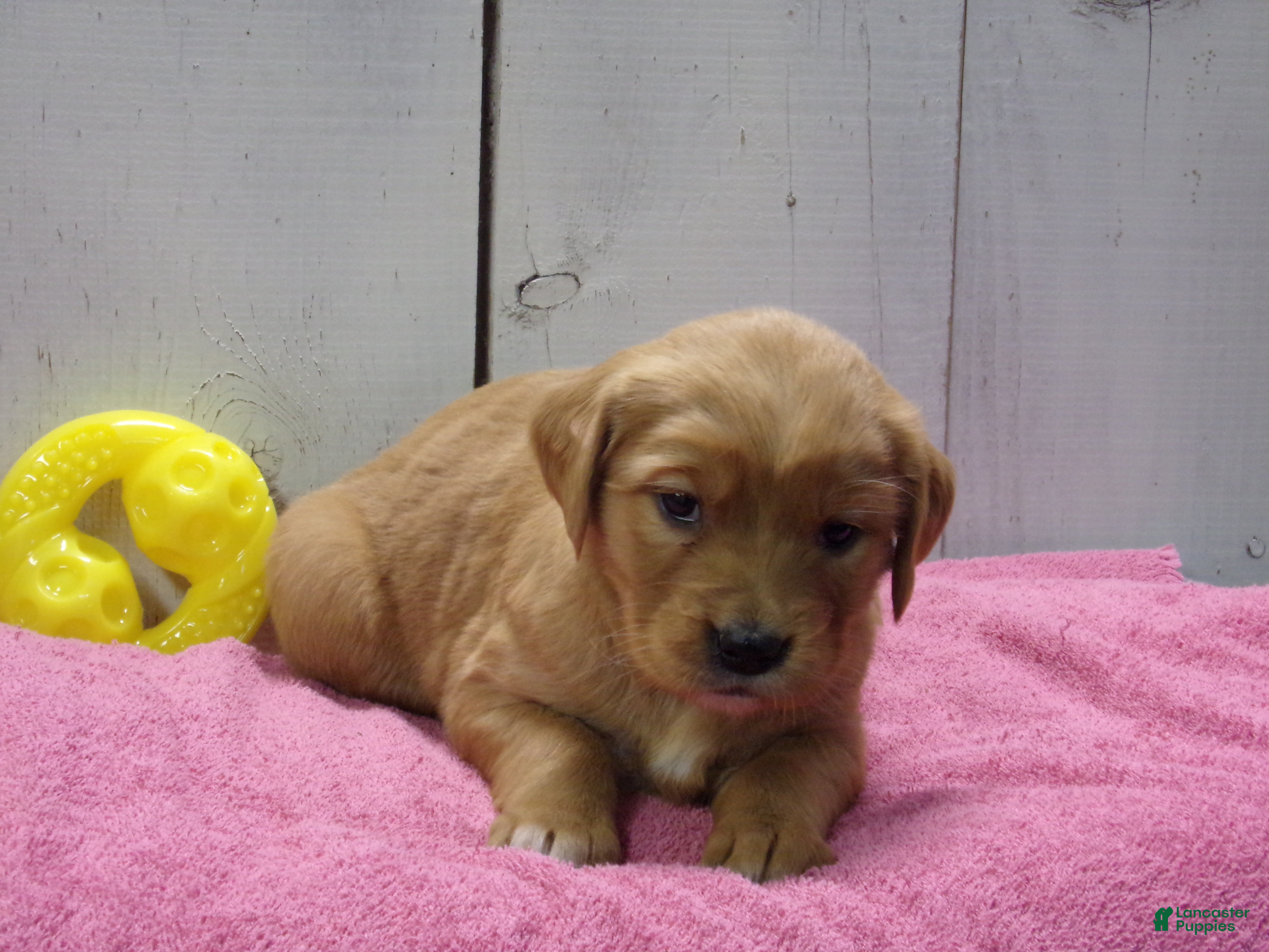 Golden Retriever dogs Polly - Ad 42